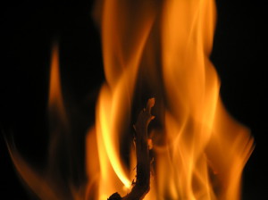 Pest Straatsburg doden leren