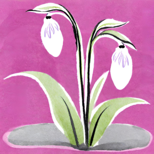 Bedrijfsgroei voor hoogbegaafde zzp